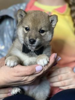picture of dog