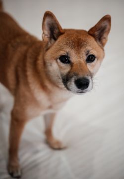 picture of dog