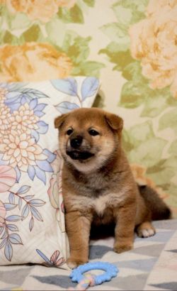 picture of dog