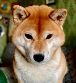 picture of dog