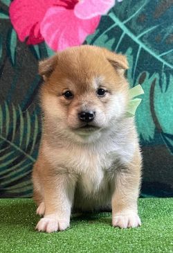 picture of dog