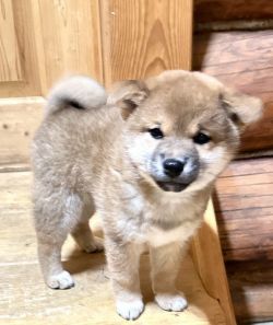picture of dog