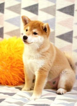 picture of dog