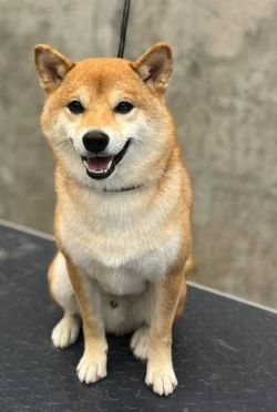 picture of dog