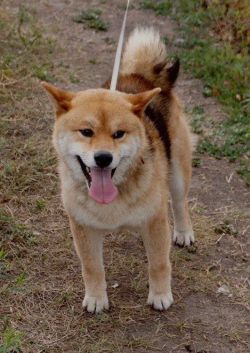 picture of dog