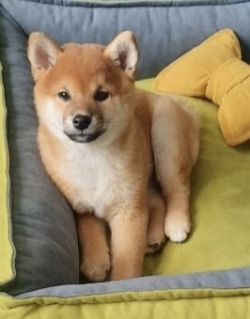 picture of dog