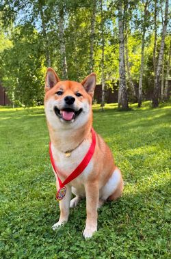 picture of dog