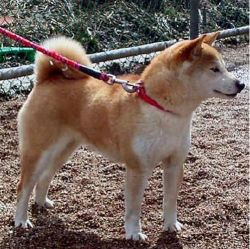 picture of dog