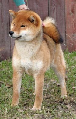 picture of dog