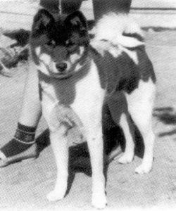 picture of dog