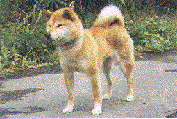 picture of dog