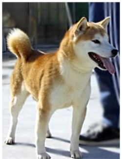 picture of dog