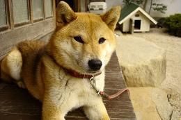 picture of dog