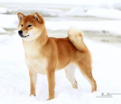 picture of dog