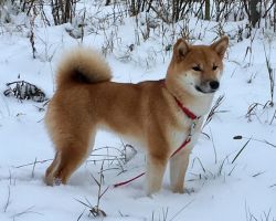 picture of dog