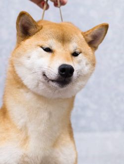 picture of dog
