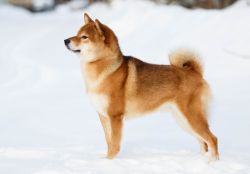 picture of dog