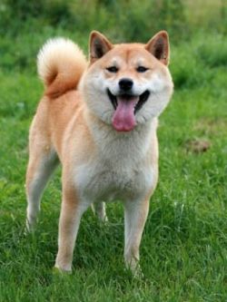 picture of dog