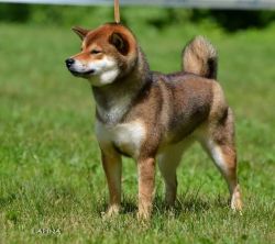 picture of dog