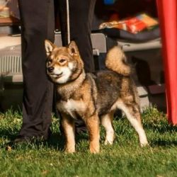 picture of dog