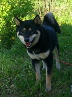 picture of dog
