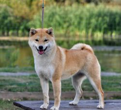 picture of dog