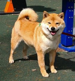 picture of dog