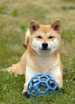 picture of dog
