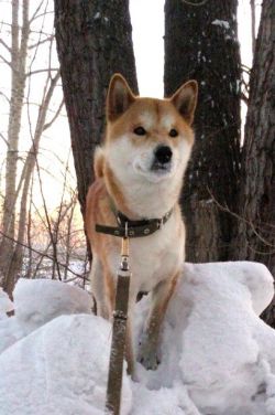 picture of dog