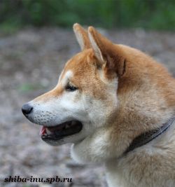 picture of dog