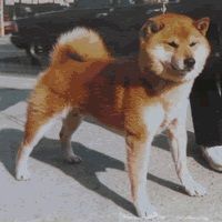 picture of dog