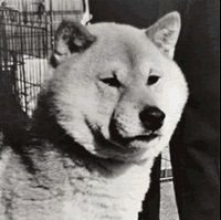 picture of dog
