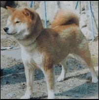 picture of dog