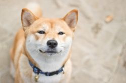 picture of dog