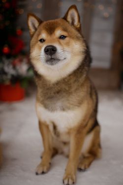 picture of dog