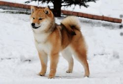 picture of dog