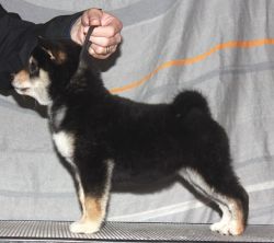 picture of dog