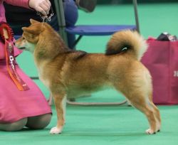 picture of dog