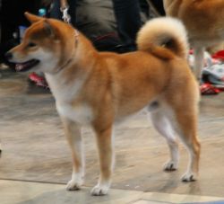 picture of dog