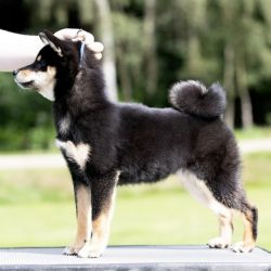 picture of dog