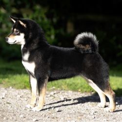 picture of dog