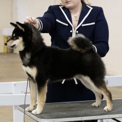 picture of dog