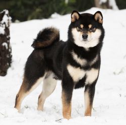 picture of dog