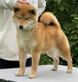 picture of dog