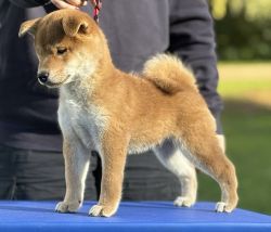 picture of dog