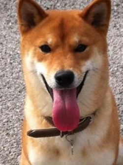 picture of dog