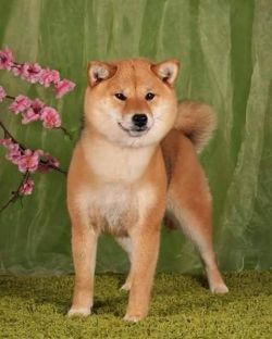 picture of dog