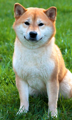 picture of dog