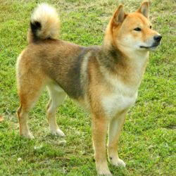 picture of dog