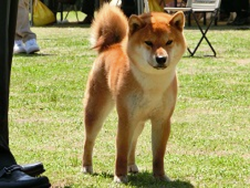 picture of dog